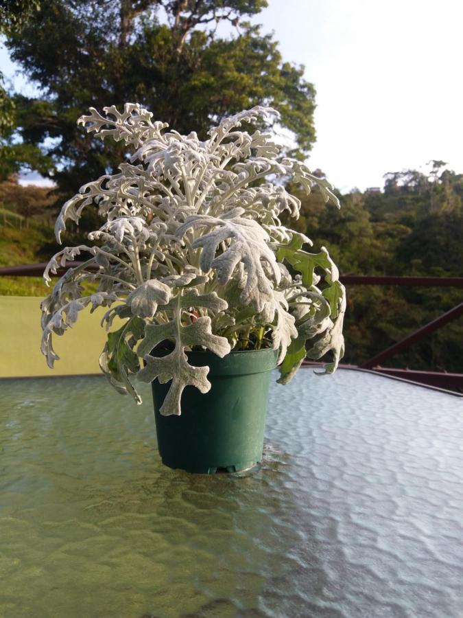 Quinta Los Volcanes Turrialba Kültér fotó
